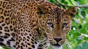 leopard_arriving_from_the_army_area_to_the_residential_area_1562582795