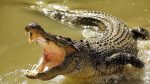 crocodile-150x84