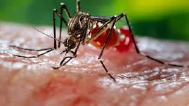 dengue_outbreak_in_the_middle_of_corona_crisis_19_people_sick_in_lucknow_1604022720