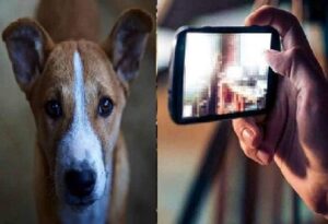 dog-video-viral_082319053109