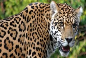 guldar-attack-wildlife-l_1615464366
