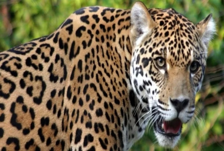 guldar-attack-wildlife-l_1615464366
