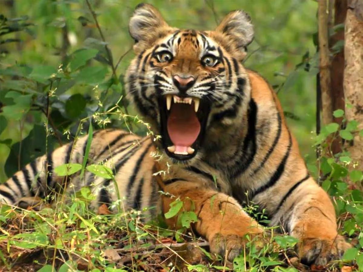 chuka-tiger-reserve