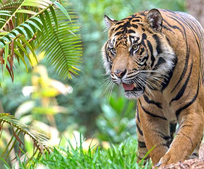 16_03_2021-tigers_in_mp_21468614